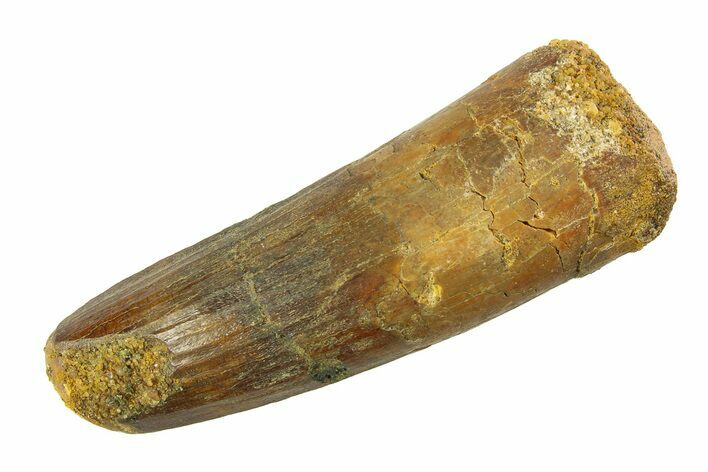 Fossil Spinosaurus Tooth - Feeding Worn Tip #351583